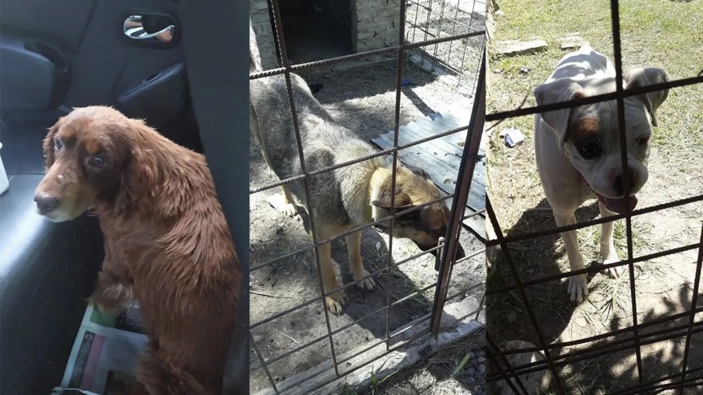 Un niño atacado por una jauría de perros: los dueños irán a&nbsp;juicio