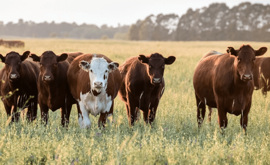La Sociedad Rural de Rosario realizará el 13° Congreso&nbsp;Ganadero