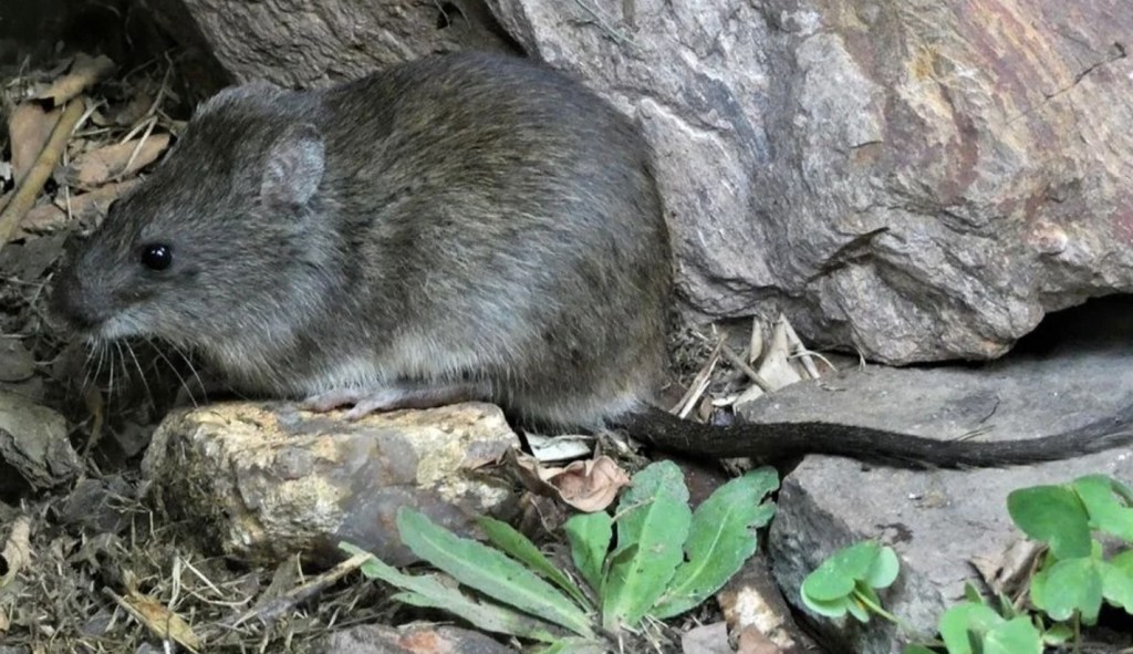Alerta sanitaria en la provincia de Córdoba tras un deceso vinculado a una bacteria ambiental