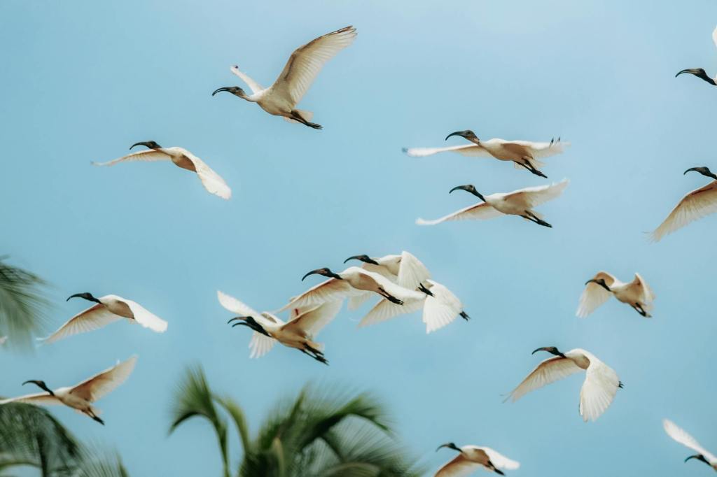 Aves raras bajo vigilancia por riesgo de hantavirus en zona de&nbsp;residuos