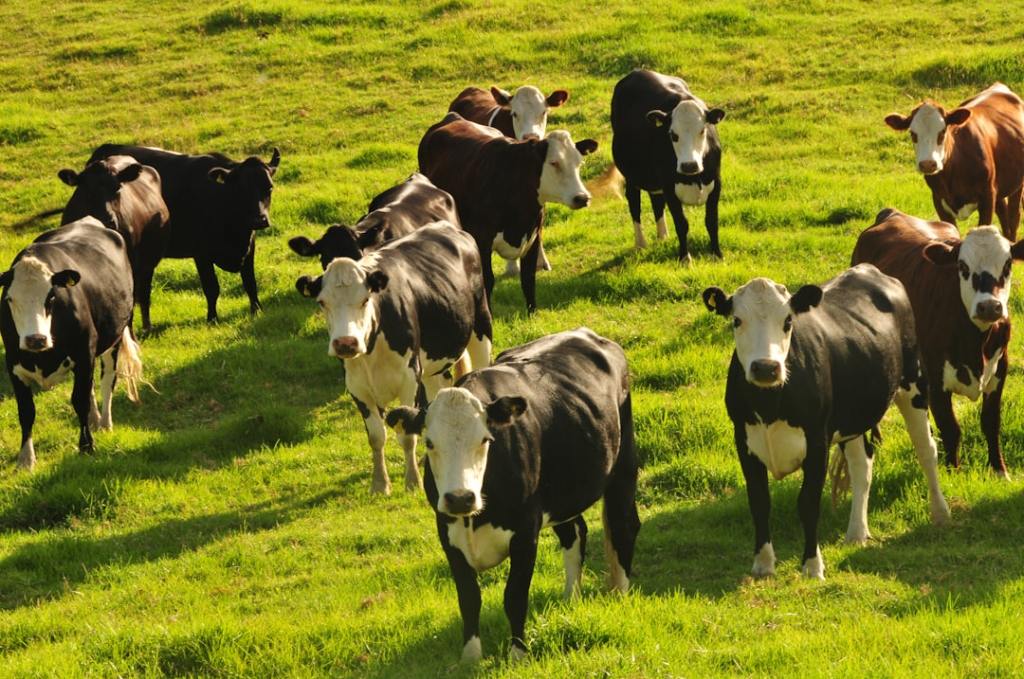 Iraeta defiende exigencias ambientales para exportar carne a&nbsp;Europa