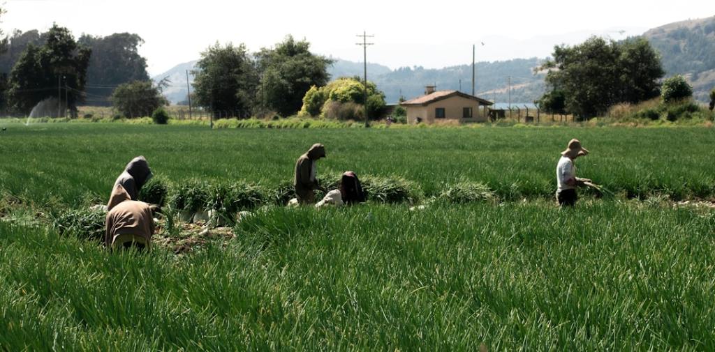 Syngenta lanza «Authence», nuevo herbicida contra malezas resistentes en soja