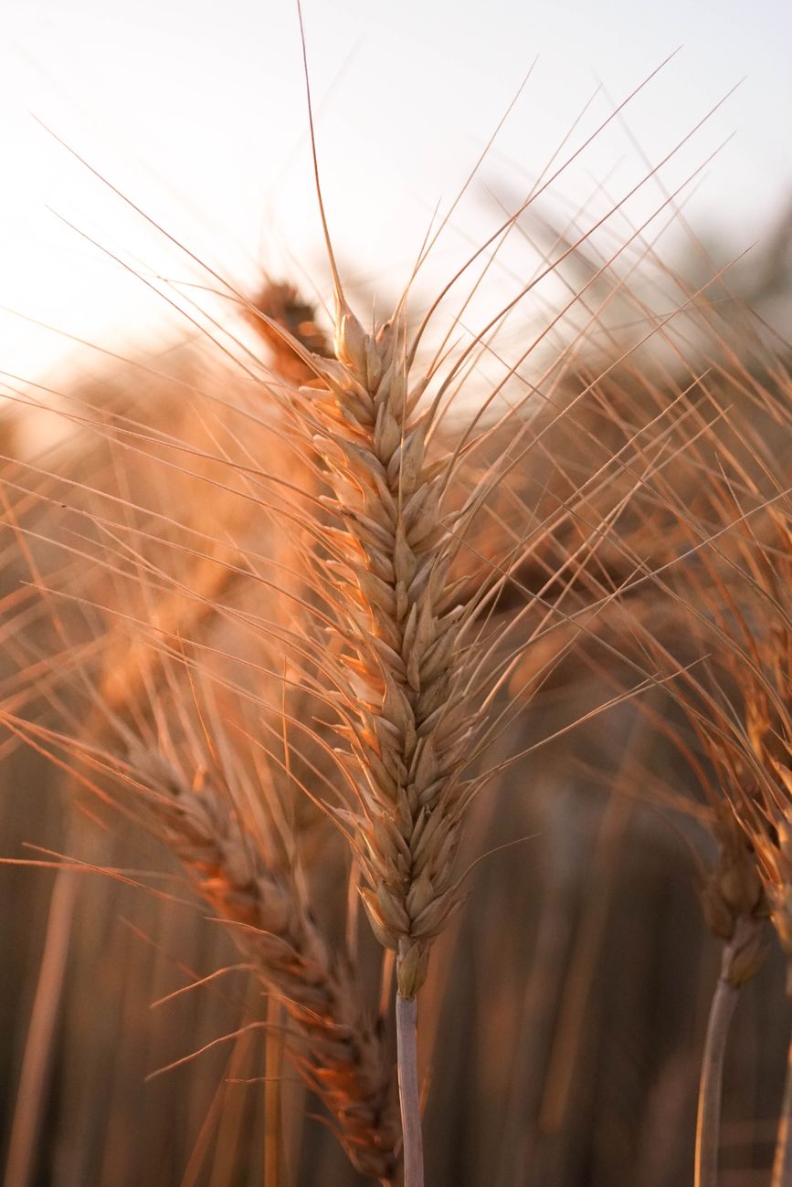 Siete decadas de politicas adversas para el sector&nbsp;agrario