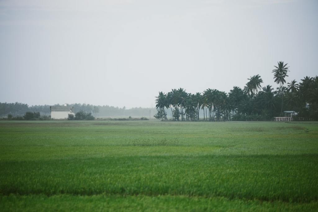 India enfrenta crisis alimentaria por restricción a cultivos&nbsp;transgénicos
