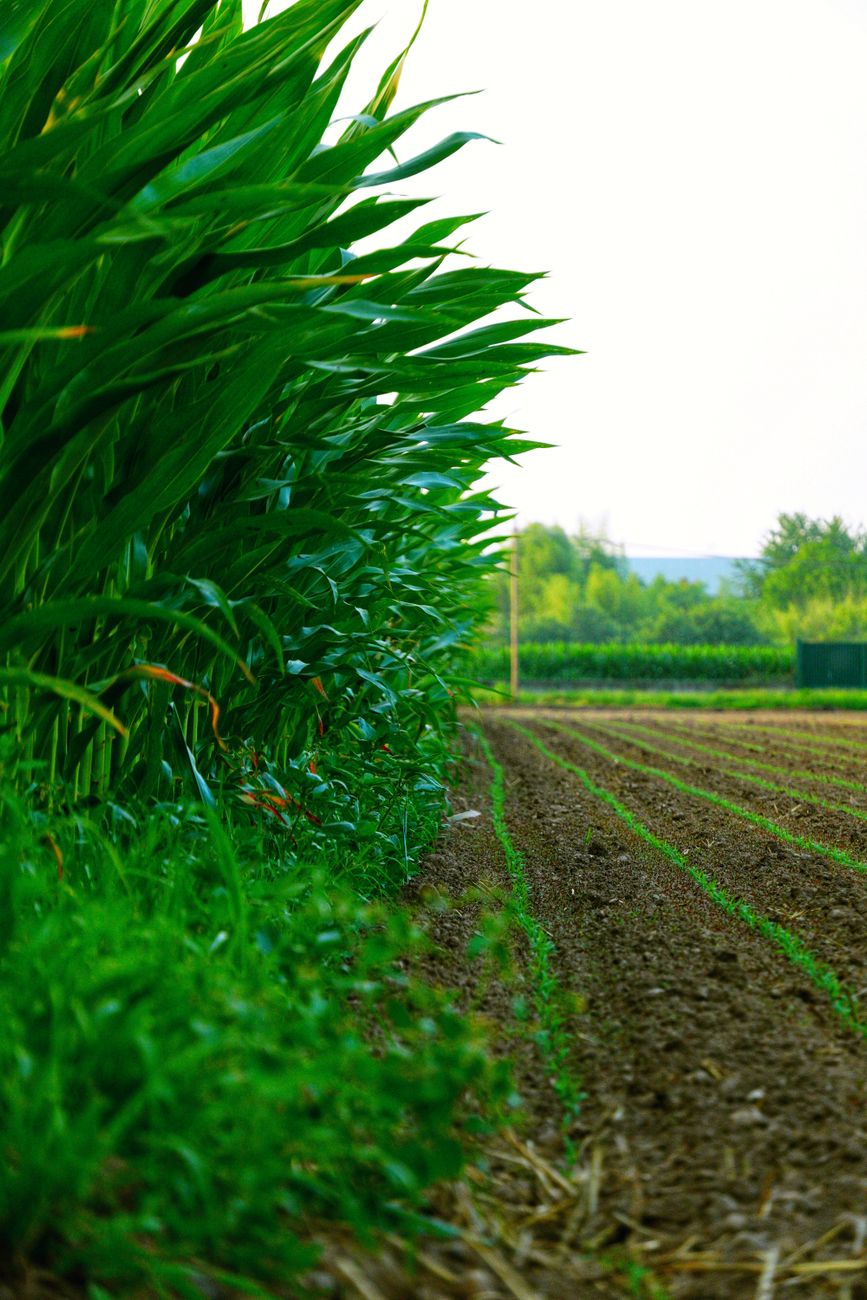 La caida en precio de urea genera expectativa en la produccion&nbsp;agricola