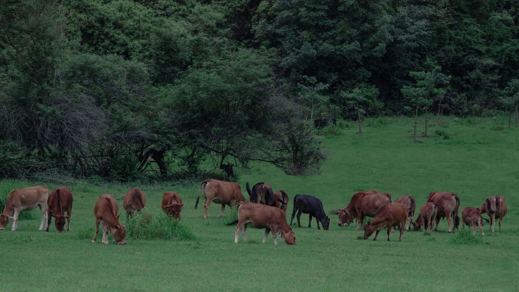 Banco de Corrientes ofrece créditos rurales con hasta 4 años de&nbsp;plazo