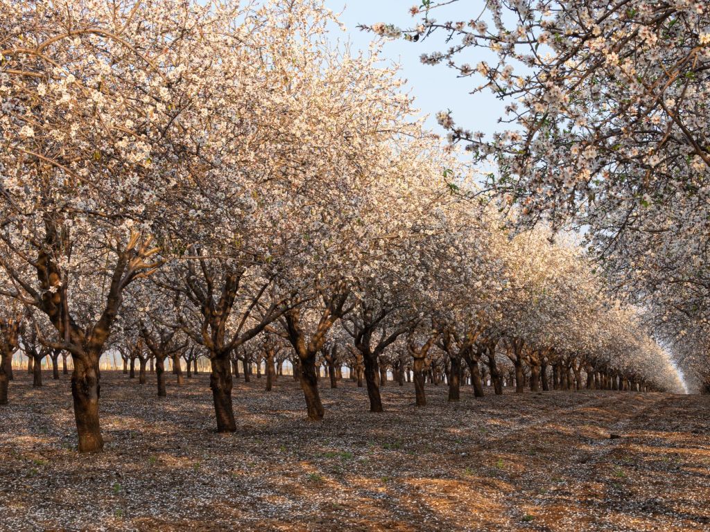 Productor de almendras anuncia reconversion ante presion&nbsp;competitiva