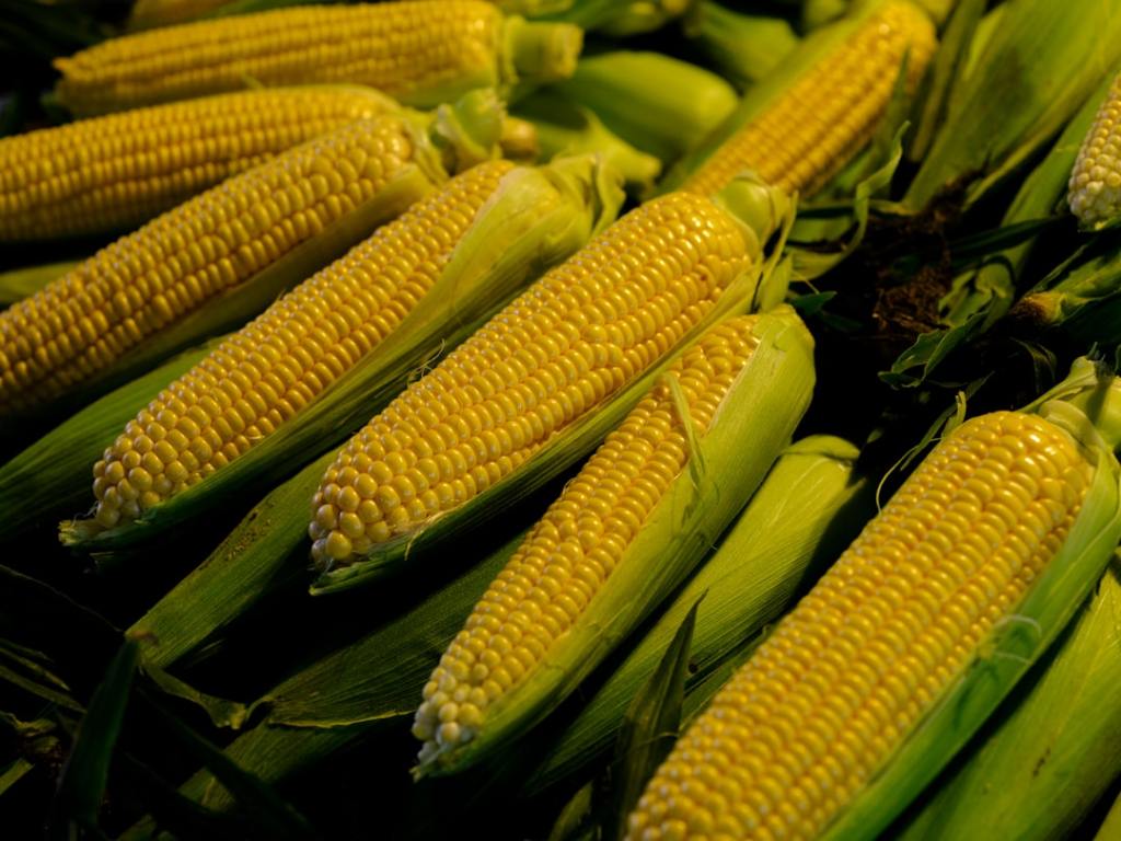 Maíz en alza: productores adelantan ventas de la cosecha&nbsp;2026/27