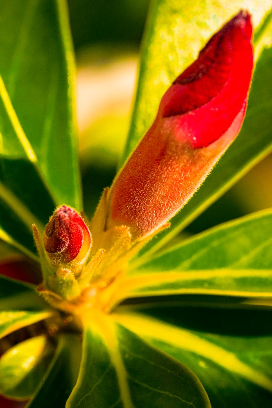 Las plantas tienen su propia sexualidad: el hallazgo de&nbsp;Linneo