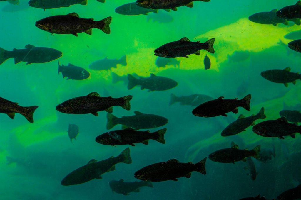 Competencia récord en Florida: sacaron más de 36 mil peces invasores del&nbsp;agua
